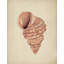 Spiral Seashell Study by Josie George — Animal Wall Art-694731233-694731235-694731254
