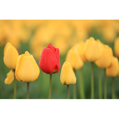 Leighanne Tulip Close-Up - Wrapped Canvas Print