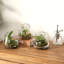 Glass Terrarium
