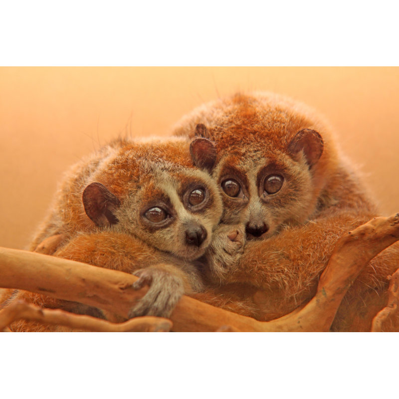 Slow Lorises by Lnzyx - Wrapped Canvas Print, 30cm H x 46cm W