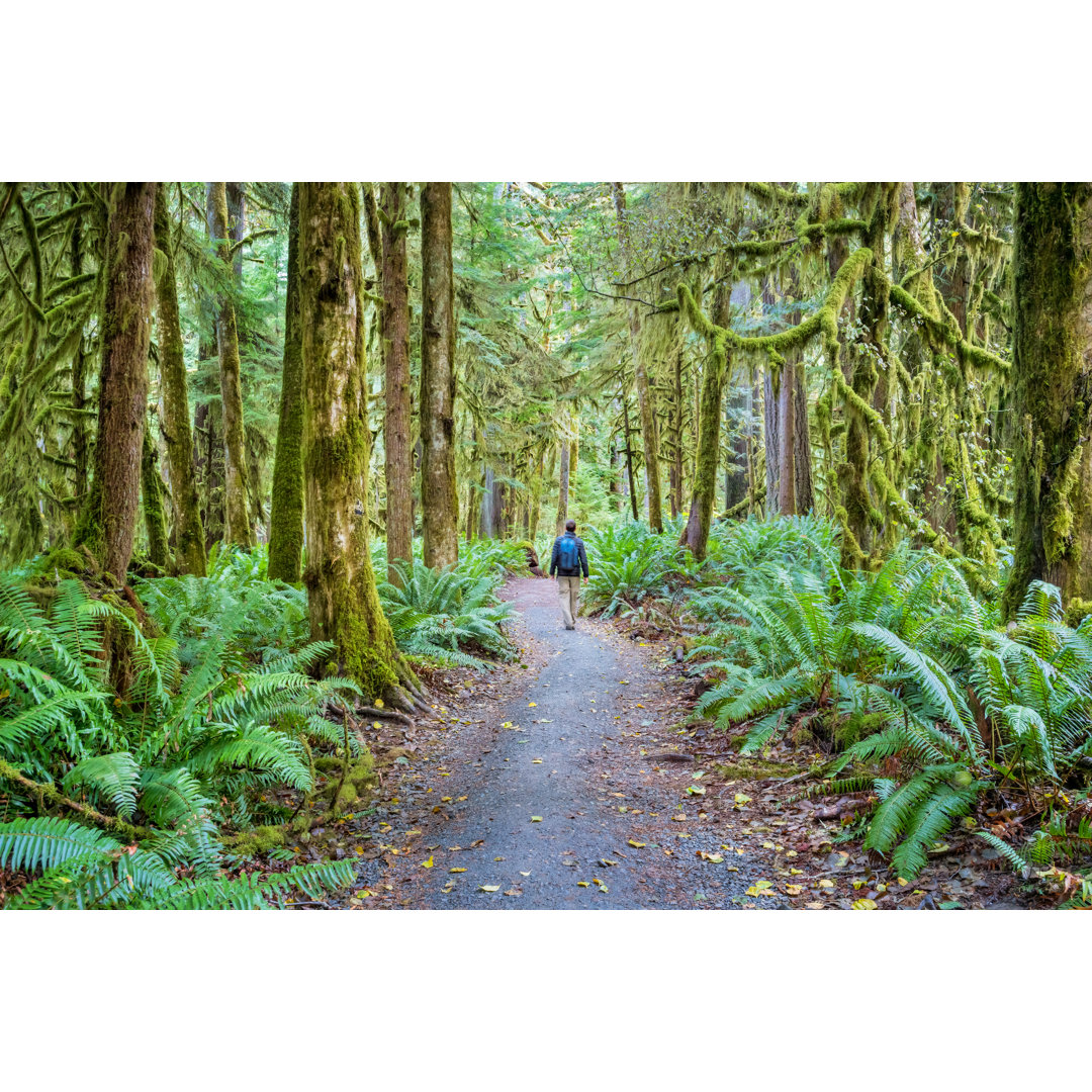 Wanderer auf einem Wanderweg im Olympia-Nationalpark