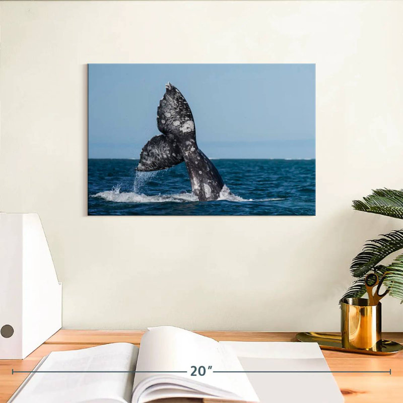 Brampt Gray Whale Tail, 8" H x 12" W