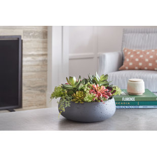 Arrangement de plantes grasses rondes 14 po PLANT, pot naturel