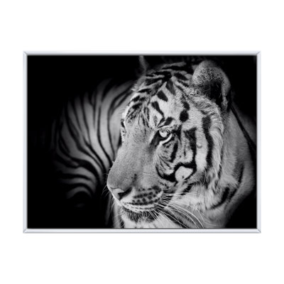 " Monochrome Portrait Of A White Tiger VII " Painting Print