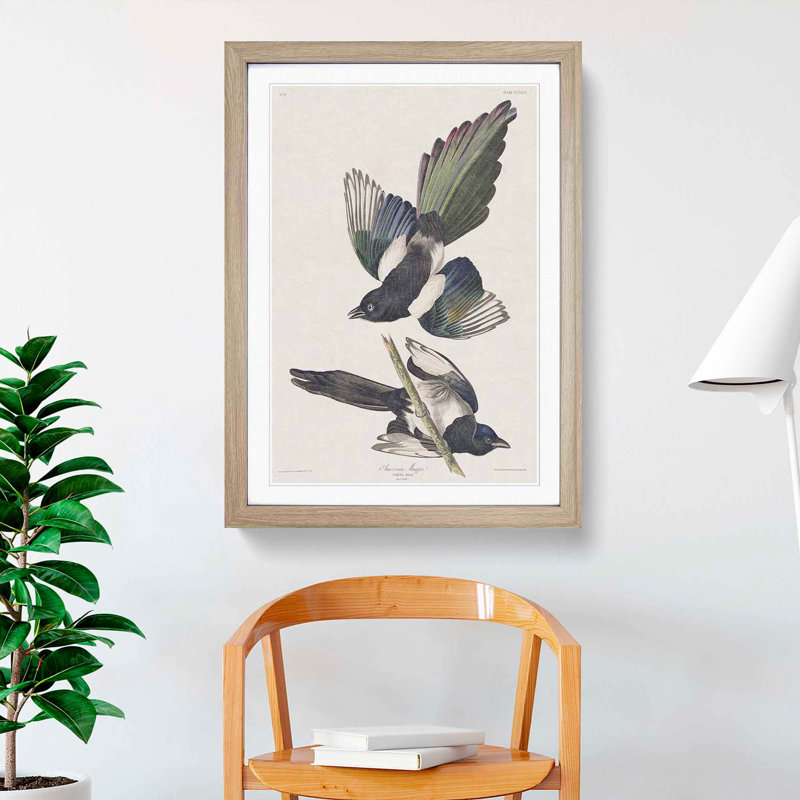 American Magpie by John Audubon - Single Picture Frame Painting, 33cm H x 24cm W x 2cm D, Oak Framed