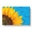 Sunflower At The End Of Summer - Wrapped Canvas Print-56640591