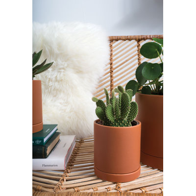 Jardinières en pot