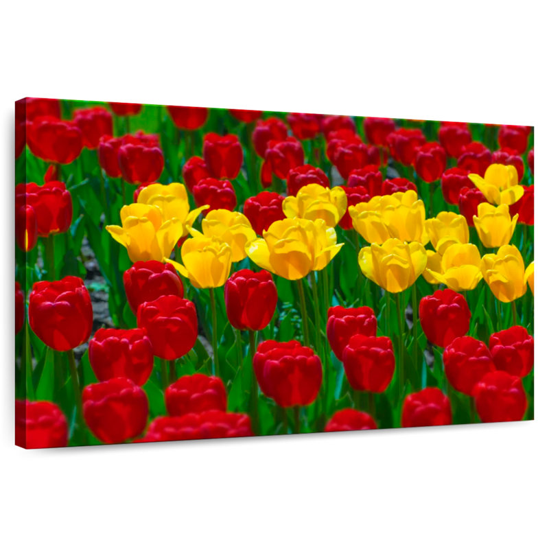 Harnek Wisconsin Spring Tulips
