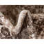 Oriental Area Rug-797386029
