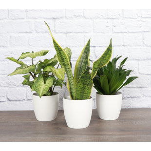 https://assets.wfcdn.com/im/99131923/resize-h310-w310%5Ecompr-r85/2051/205176470/live-low-light-houseplant-set.jpg