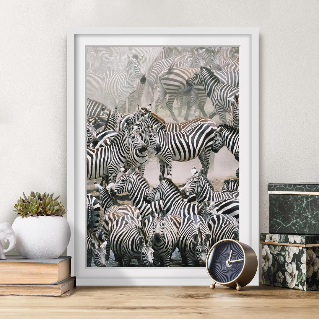 Gerahmtes Poster Herd of Zebras