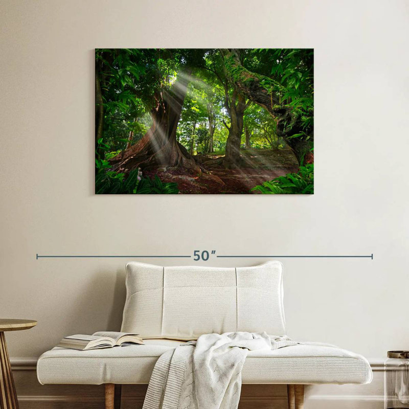 Alvord Sunlit Rainforest