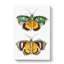 Hypermnestra Moth by George Shaw - Wrapped Canvas-55360474