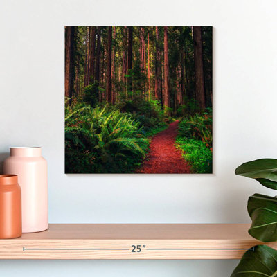 Alvord Redwood Forest Trail