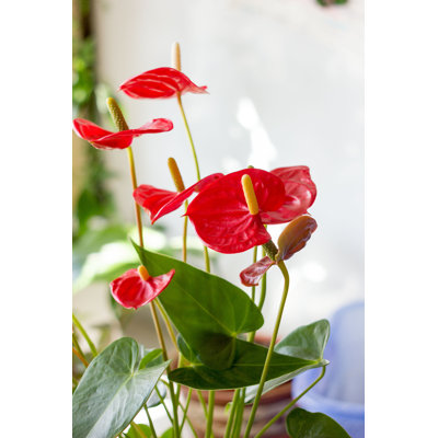 " Red Anthurium Flowers " by Sharafmaksumov