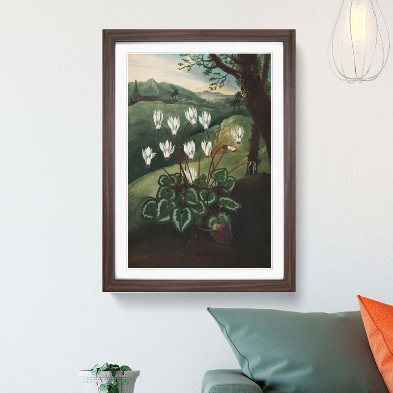 The Persian Cyclamen by R.J. Thornton - Picture Frame Painting Print, 48cm H x 36cm W x 2cm D, Walnut Framed