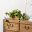Artificial Pothos Plant in Planter