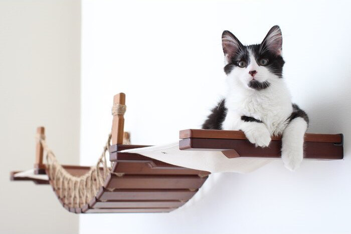 black and white cat on a wall-mounted cat tree