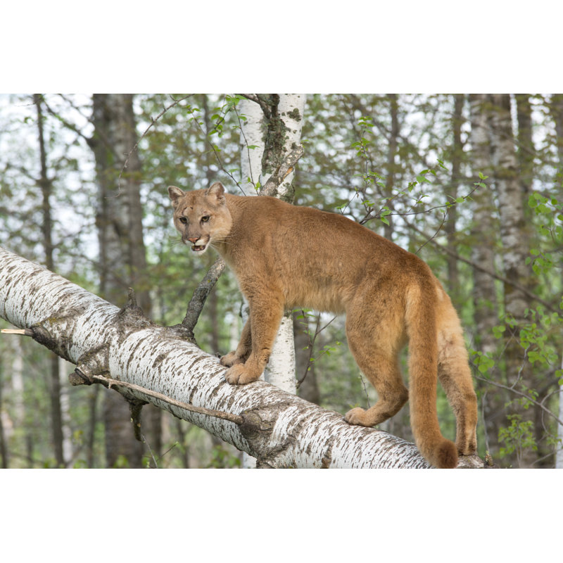 Cougar by Anneklassen38 - Wrapped Canvas Print, 61cm H x 91cm W
