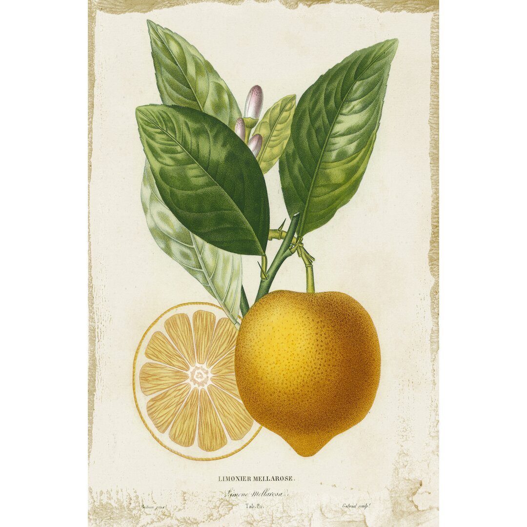 Leinwandbild French Lemon III