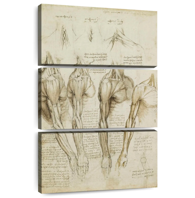 Muscles de l'épaule Keiri, H 74 po x l 48 po