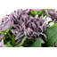 Vivica RealTouch Botanical-771004516