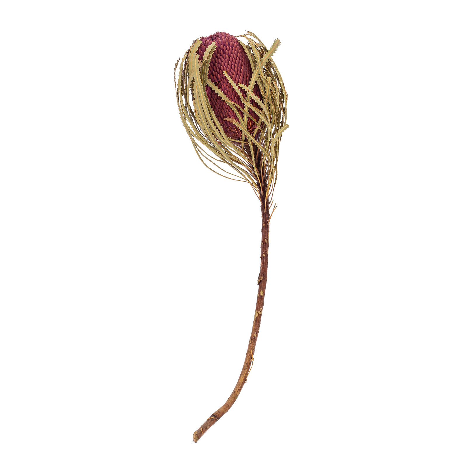 Dried Banksia Floral Stems, Erica Pink