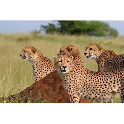 Mother Cheetah - Wrapped Canvas Print