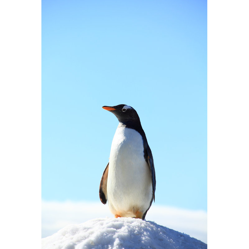 Pingouin - photographie sur toile tendue, H 18 po x l 12 po