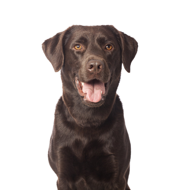 Chocolate Labrador by Alvarez, 30" H x 20" W