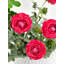 1 fleur artificielle de haute qualité Ranunculus-676861963