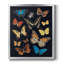 Toile encadrée de qualité supérieure Coll colt Flutter IV - prête à être accrochée-573901848-573901849