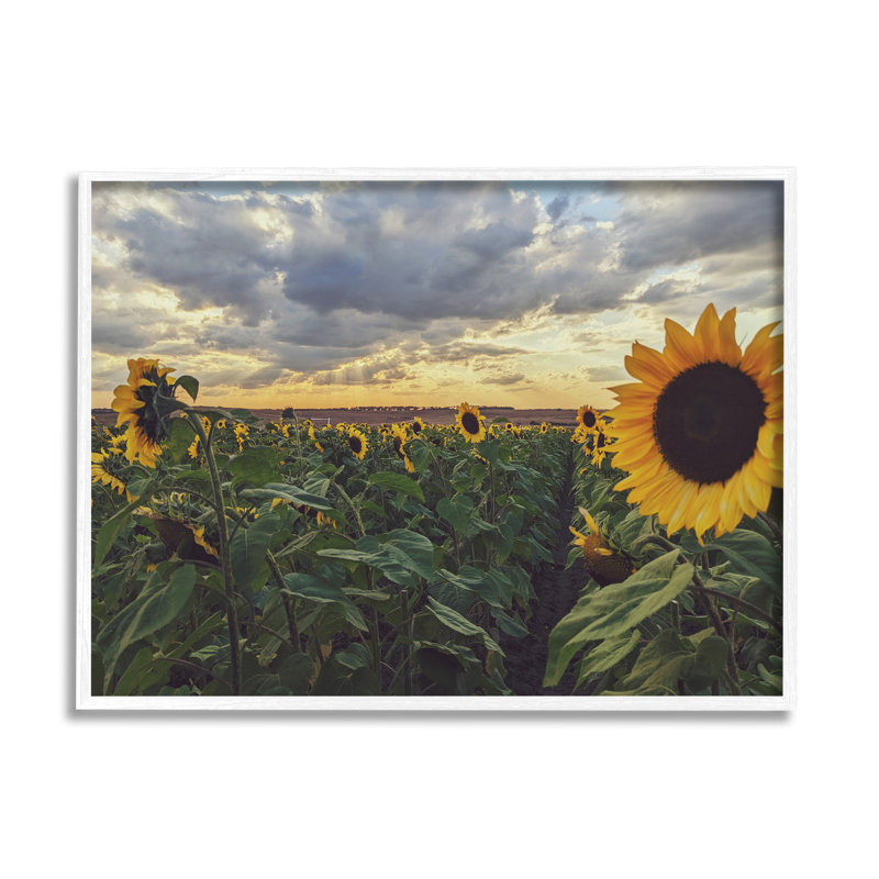 «Sunny Sunflower Patch Field» par Kali Wilson - photographie, L 20 po x H 16 po, Giclée encadrée blanc bord de mer