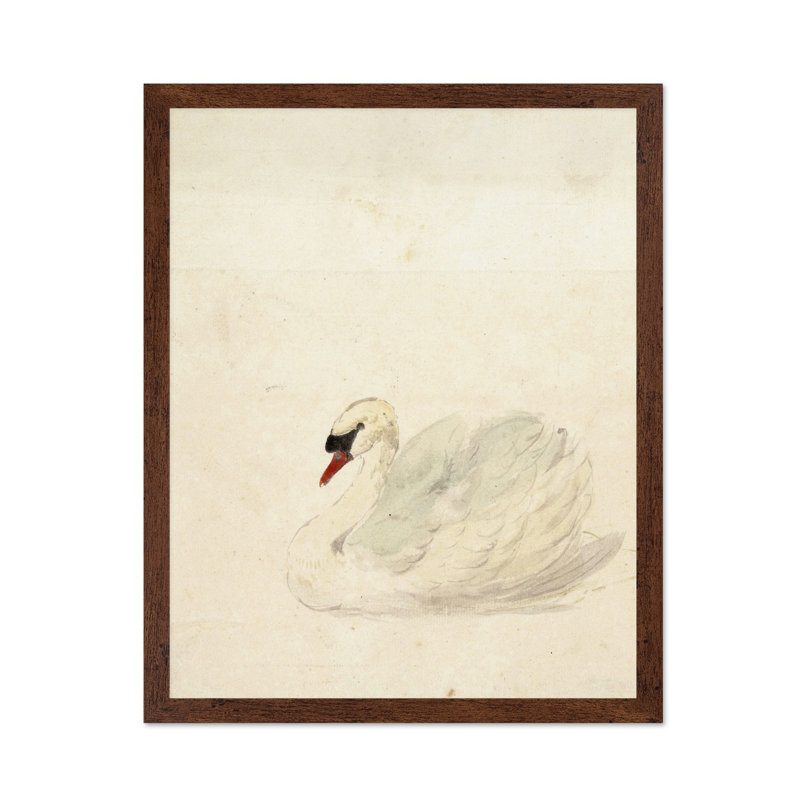 Aert Schouman - Zwaan, Poster, Brown Framed, 11"H x 14"W