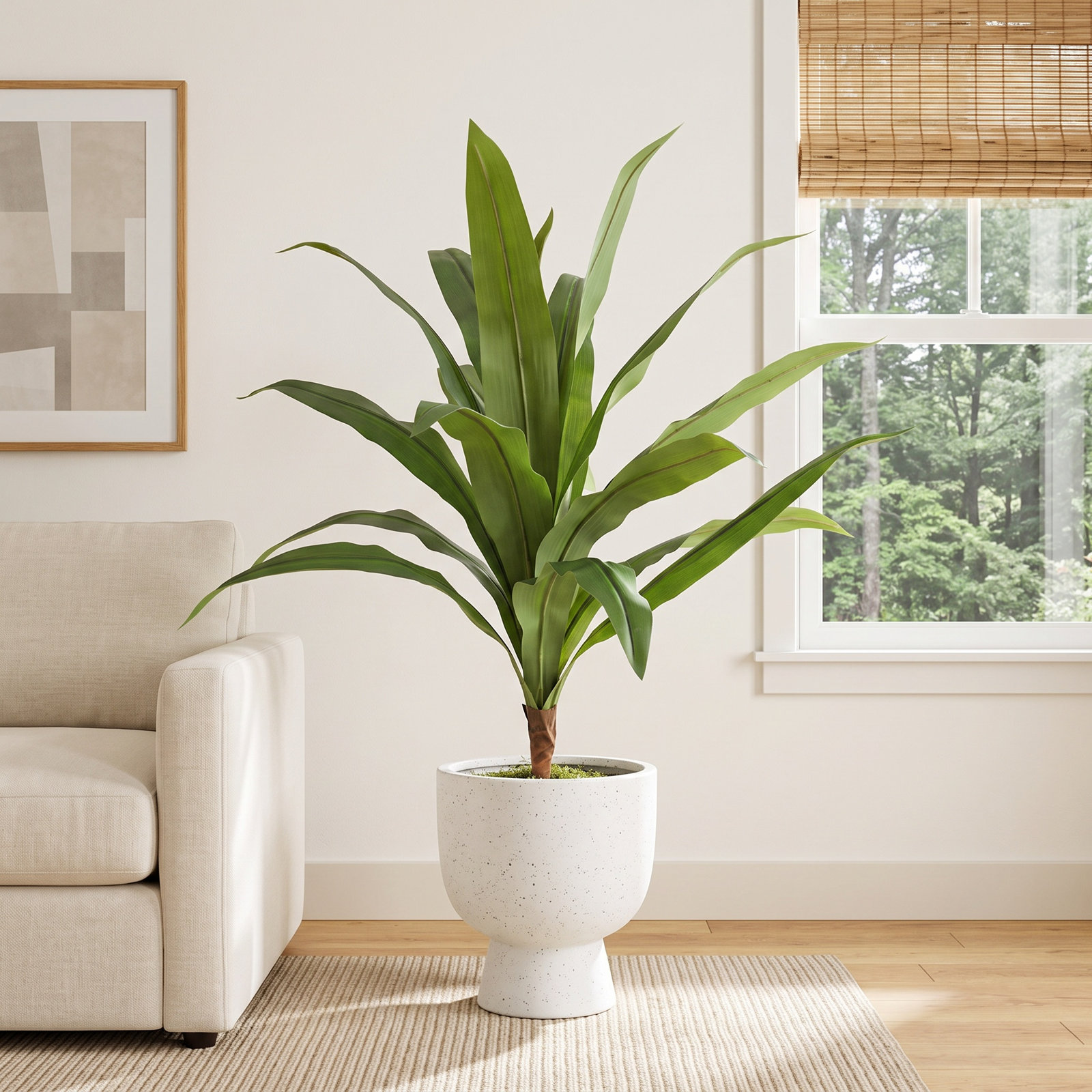 Yardley 36 " Dracaena Plant in Pot