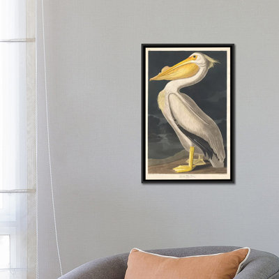 « american pelican », reproduction sur toile