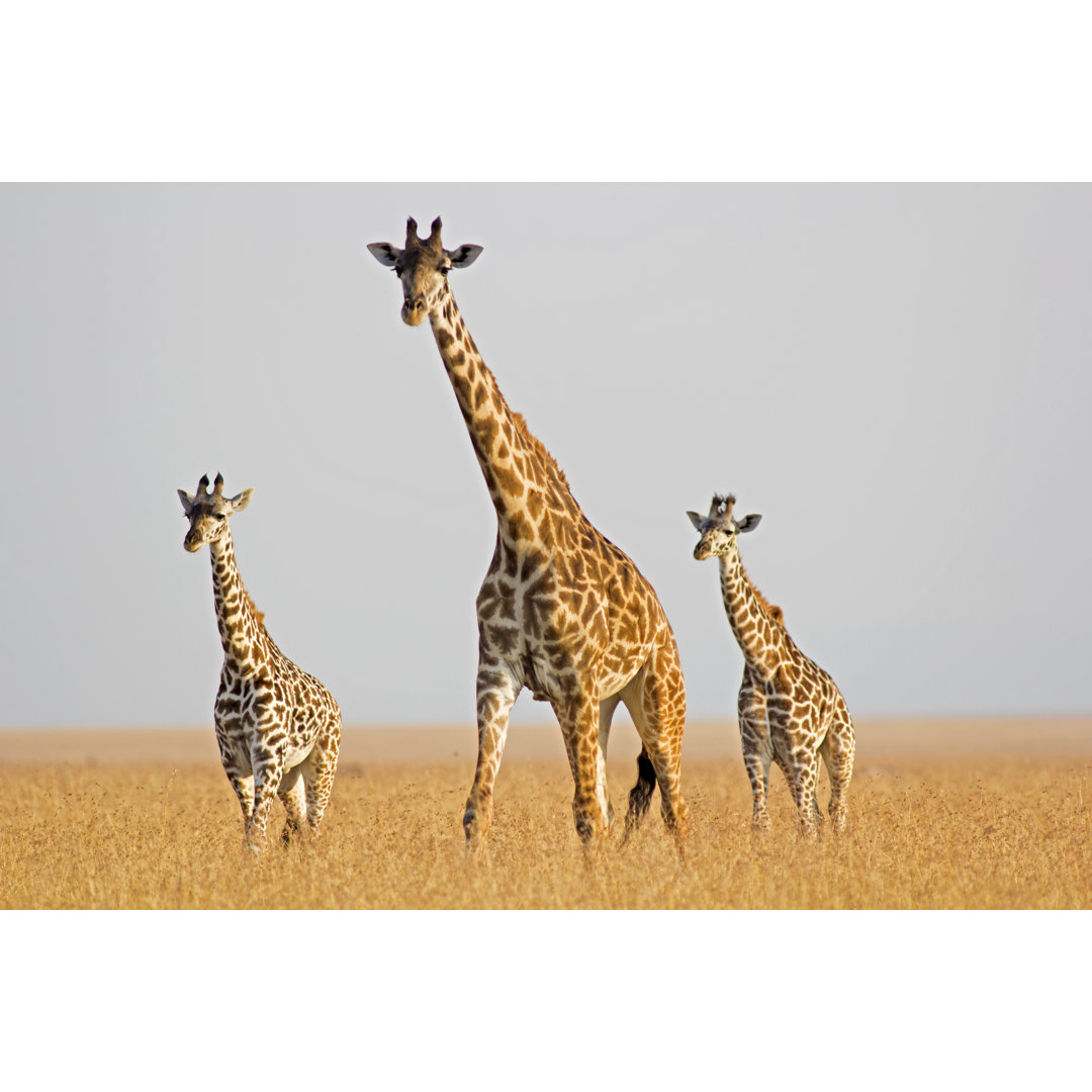 Giraffe in Savanne von WLDavies - Druck