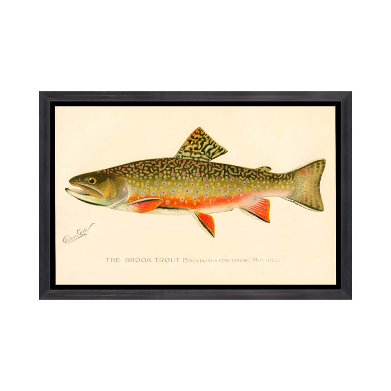 The Brook Trout - impression d'art graphique, H 26 po x l 40 po x 1,5 po, Toile avec cadre noir patiné