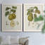 Toile encadrée de qualité supérieure Vintage Pears III - prête à être accrochée-272582182-272582188