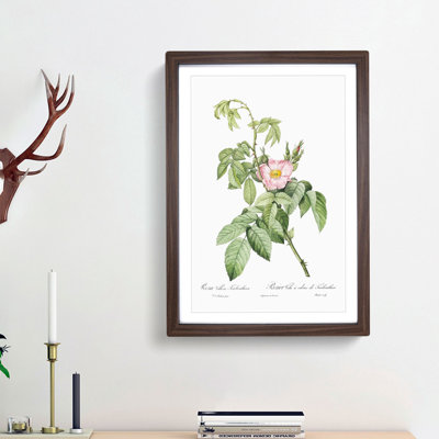 Apple Rose In Pink by Pierre-Joseph Redoute - Single Picture Frame Painting
