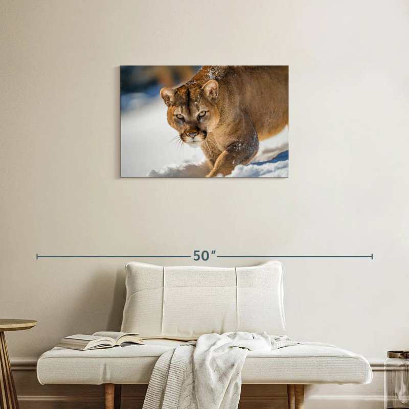 Cougar Brampt dans la neige, H 20 po x l 30 po