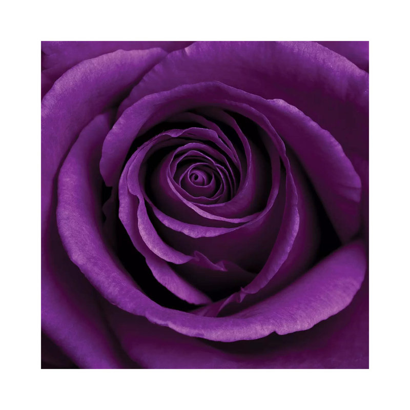 «Purple Rose I» par Tom Quartermaine - impression d'art graphique, H 26 po x l 26 po x P 1,5 po, Toile tendue