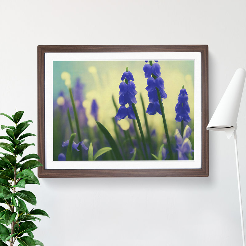 Bluebell Flower Vol.3 - Single Picture Frame Print, 46cm H x 64cm W x 2cm D, Walnut Framed