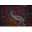 Tapis à motif floral animaux animaux 8 pi x 10 pi Ziegler