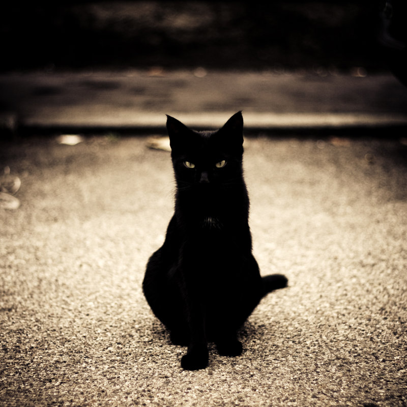 Portrait of a young black cat, 122cm H x 122cm W
