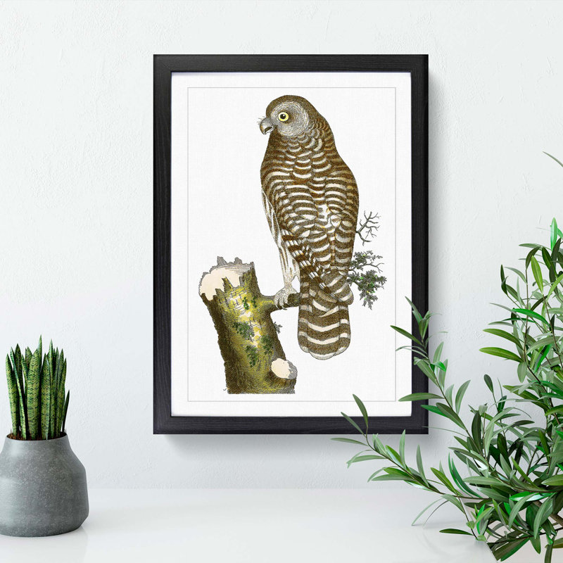 Clouded Owl by George Shaw - Picture Frame Painting Print, Black Framed, 48cm H x 36cm W x 2cm D