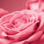 « rose rose i », impression sur toile-21494638-72015805-72015806