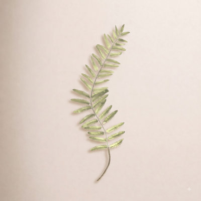 Fern Arrangement