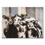 «Bétail» par Olivia Rose - impression sur toile tendue-32927636