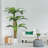 70.8'' Plant